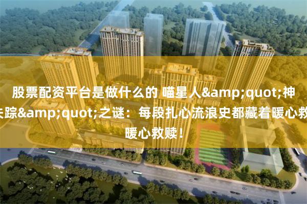 股票配资平台是做什么的 喵星人&quot;神秘失踪&quot;之谜：每段扎心流浪史都藏着暖心救赎！